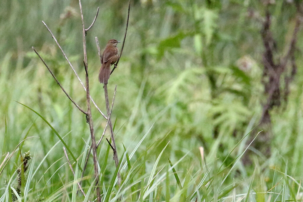 Grauer's Swamp Warbleradult