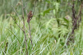 Grauer's Swamp Warbler