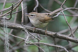 Hume's Bush Warbler