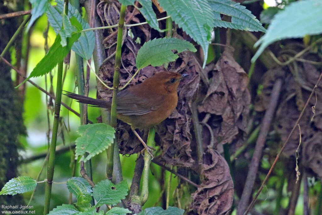 Evergreen Forest Warbleradult, identification