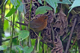 Evergreen Forest Warbler