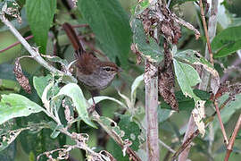 Philippine Bush Warbler