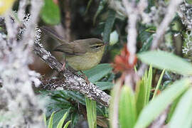 Brown-flanked Bush Warbler