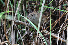 Bouscarle de Seebohm