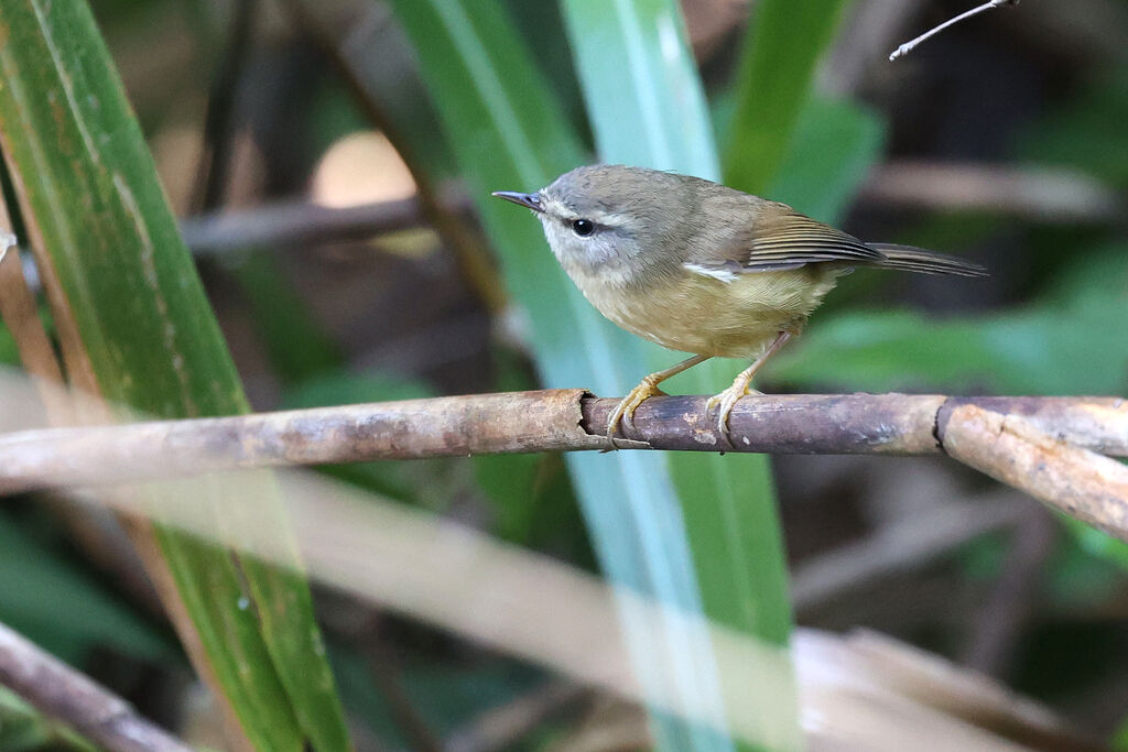 Yellow-bellied Bush Warbler