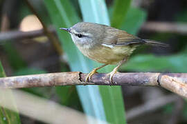 Yellow-bellied Bush Warbler