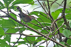 Tanimbar Bush Warbler