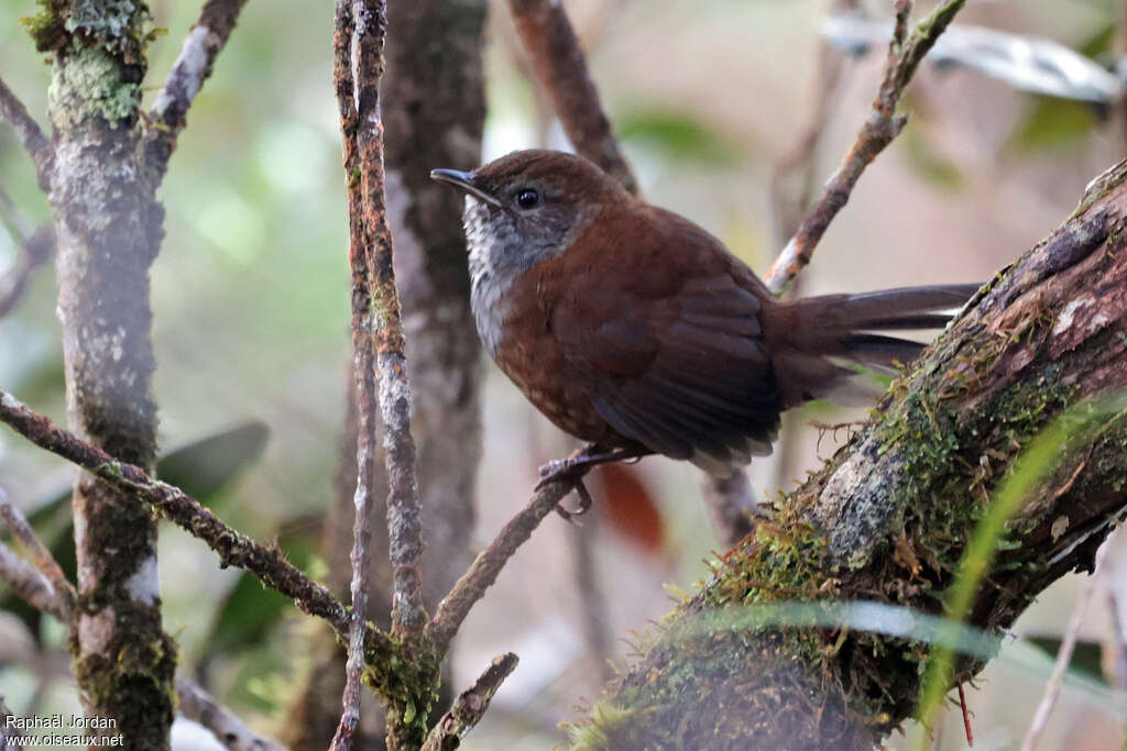 Bouscarle du Kinabalu