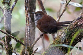 Friendly Bush Warbler