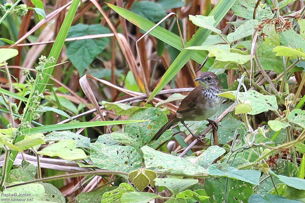 Dja River Scrub Warbleradult