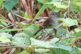 Dja River Scrub Warbler