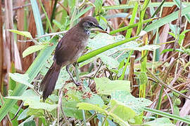 Dja River Scrub Warbler