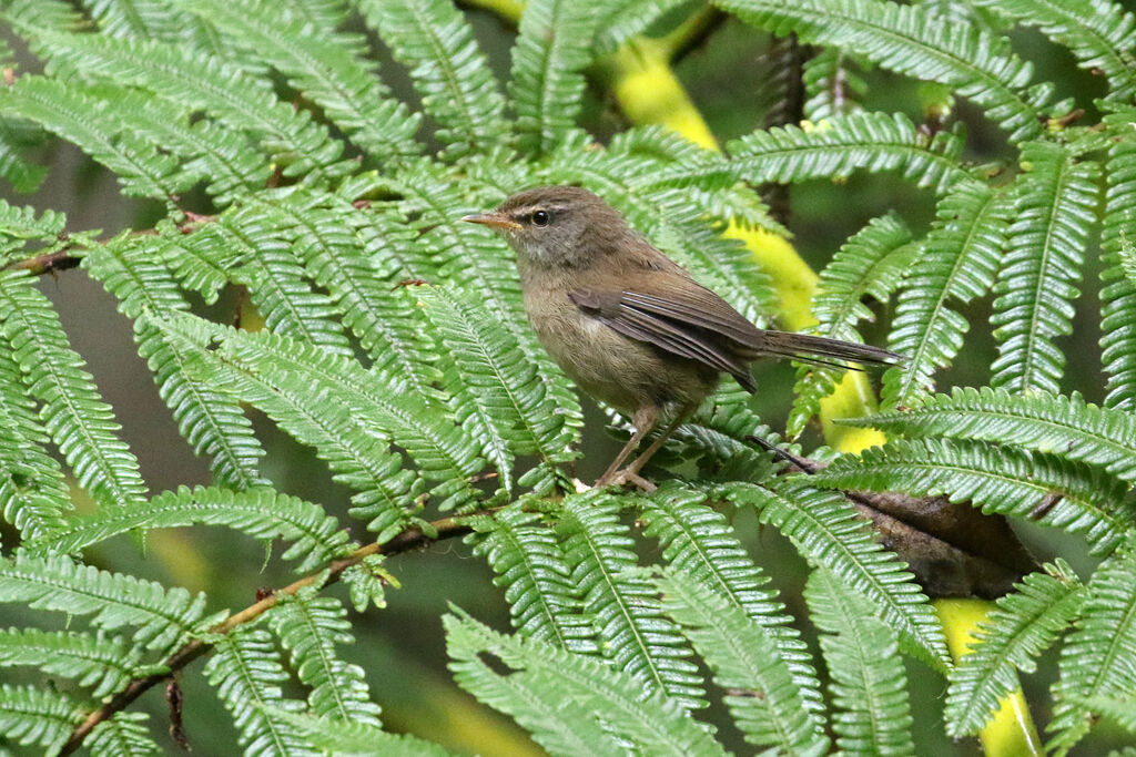 Aberrant Bush Warbleradult, identification