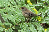 Bouscarle jaune et vert