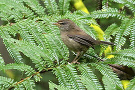 Aberrant Bush Warbler