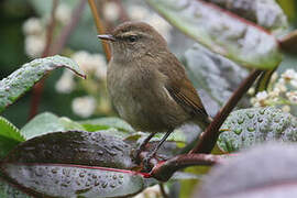 Aberrant Bush Warbler