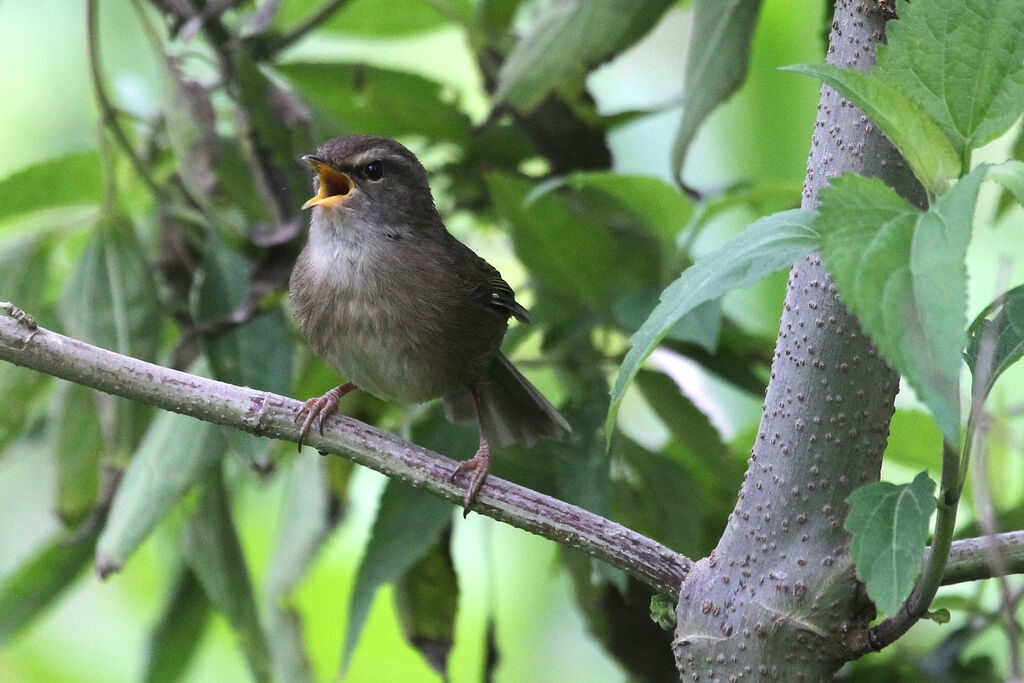 Aberrant Bush Warbleradult, song