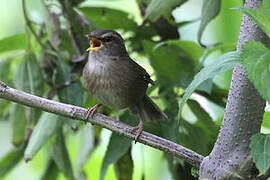 Aberrant Bush Warbler