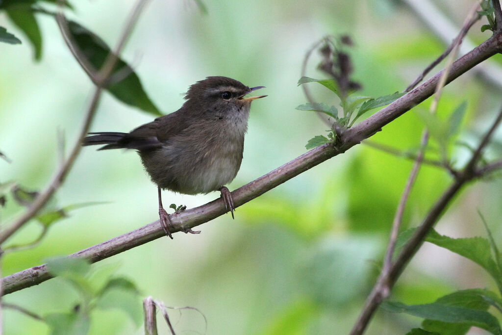 Aberrant Bush Warbleradult