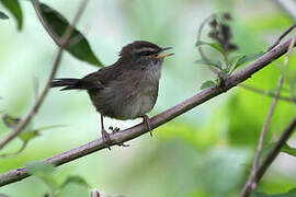 Aberrant Bush Warbler