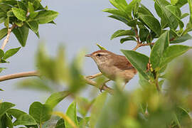 Manchurian Bush Warbler