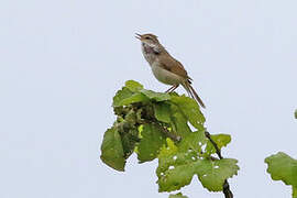 Manchurian Bush Warbler