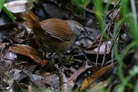 Sulawesi Bush Warbler