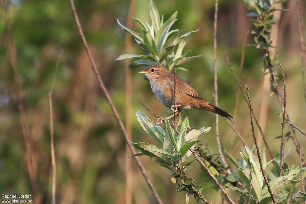 Brown Bush Warbleradult, identification