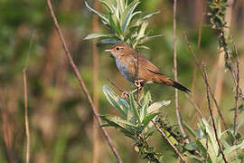 Brown Bush Warbler