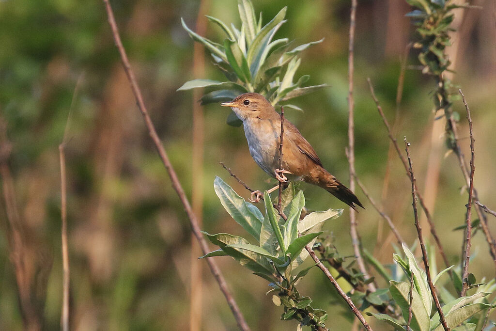 Brown Bush Warbleradult