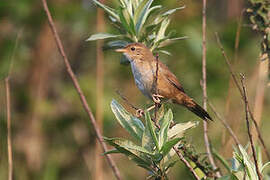 Brown Bush Warbler