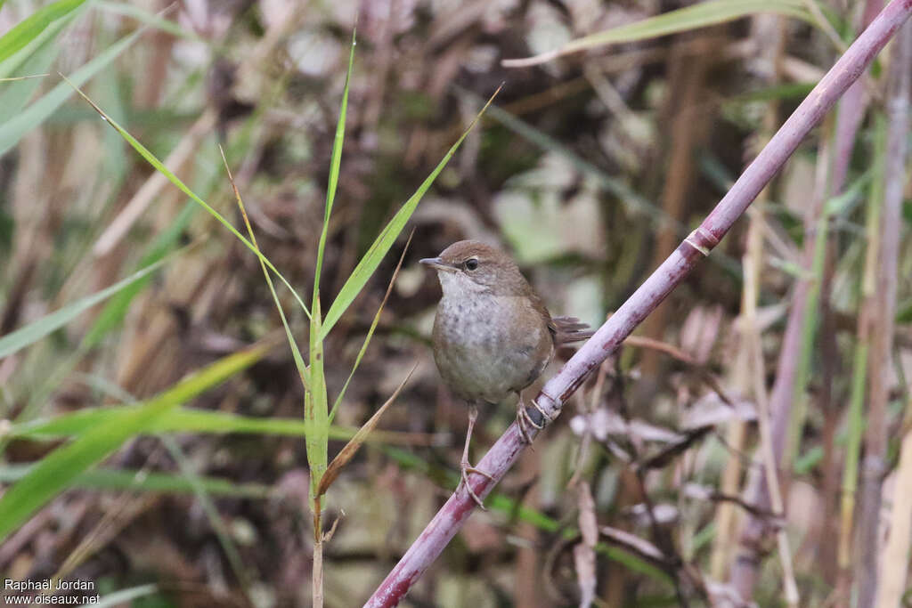 Spotted Bush Warbleradult, habitat