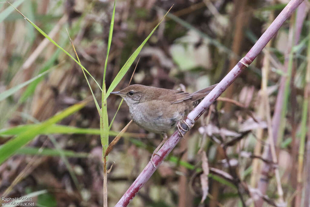 Bouscarle tachetéeadulte, identification