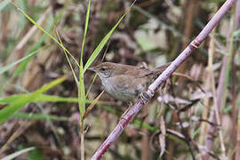 Spotted Bush Warbler