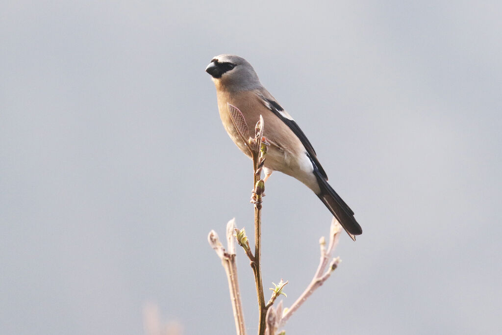 Grey-headed Bullfinch female adult breeding