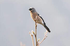 Grey-headed Bullfinch