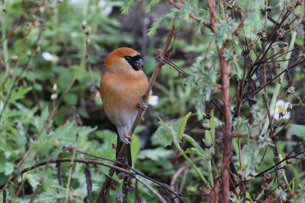 Red-headed Bullfinch male adult