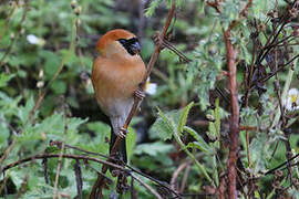 Red-headed Bullfinch