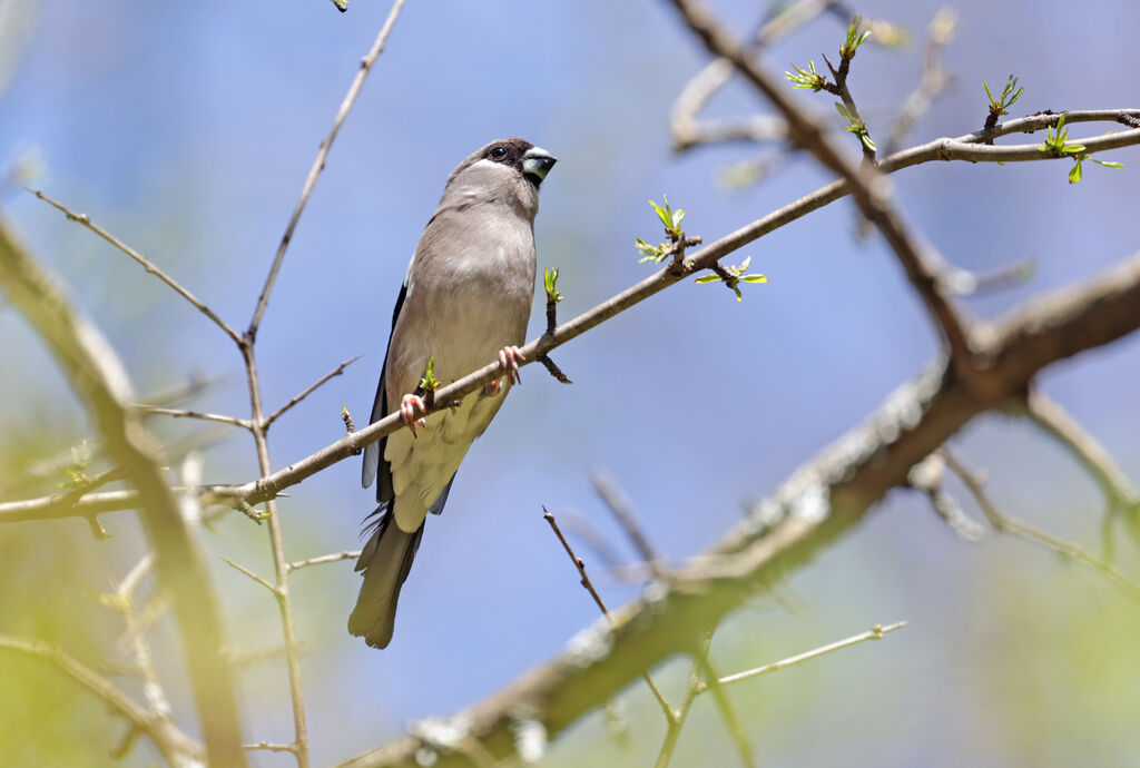 Brown Bullfinch