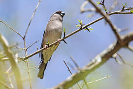 Brown Bullfinch