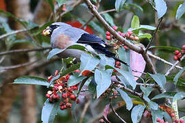 Taiwan Bullfinch