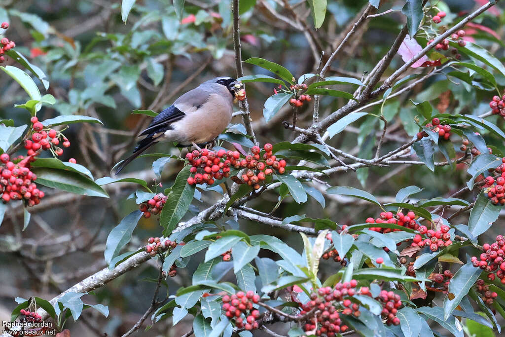 Taiwan Bullfinch