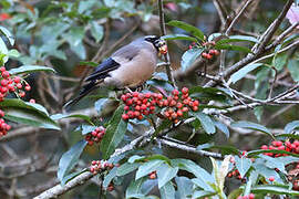 Taiwan Bullfinch