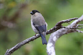 Azores Bullfinch