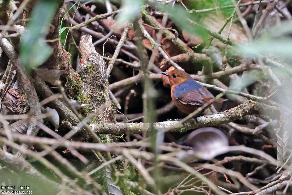 Bornean Shortwing female adult