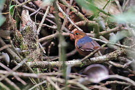 Bornean Shortwing