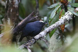 Himalayan Shortwing