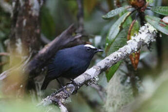 Brachyptère de l'Himalaya