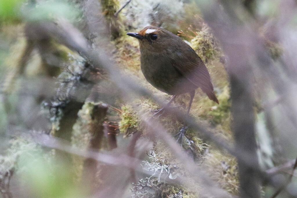 Brachyptère de l'Himalayaimmature