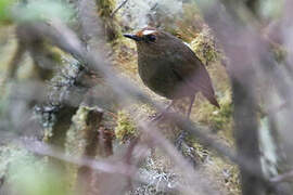 Himalayan Shortwing